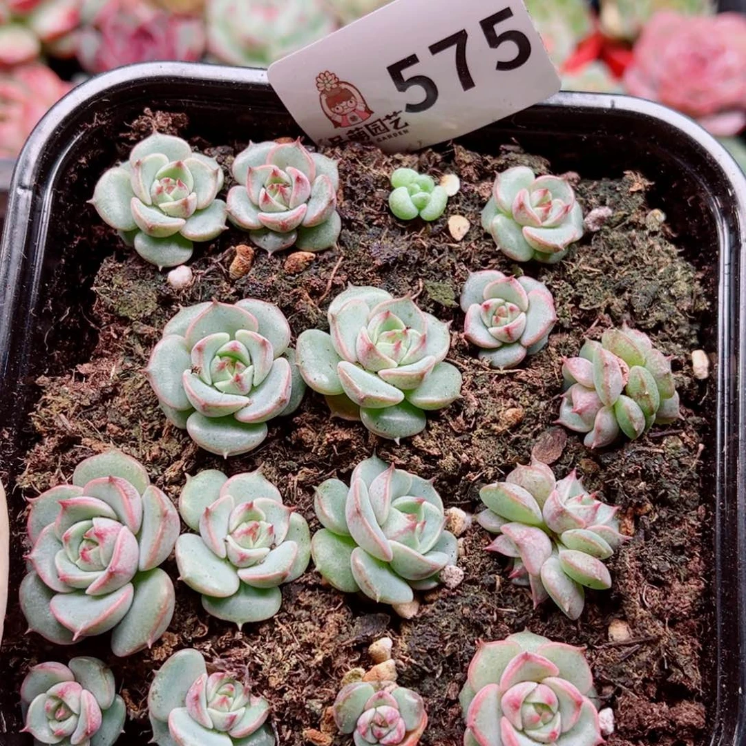 多肉植物多肉植物