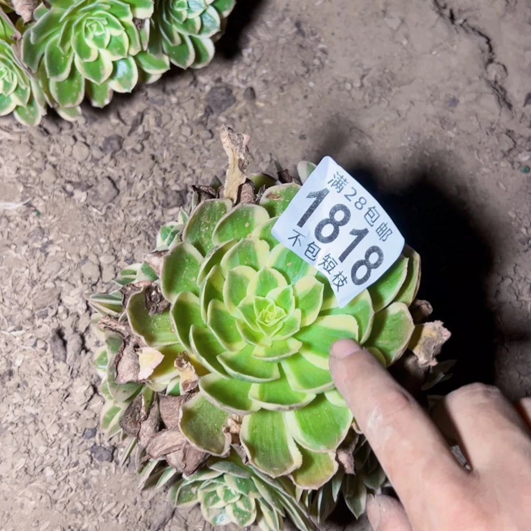 孔雀翎多肉植物1818