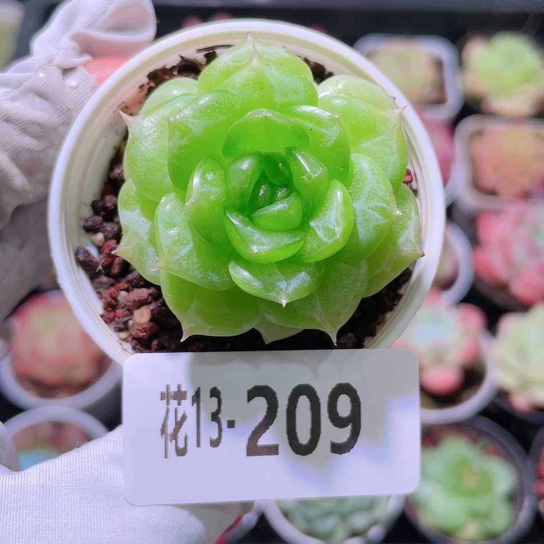 花利美13-209铂金叶