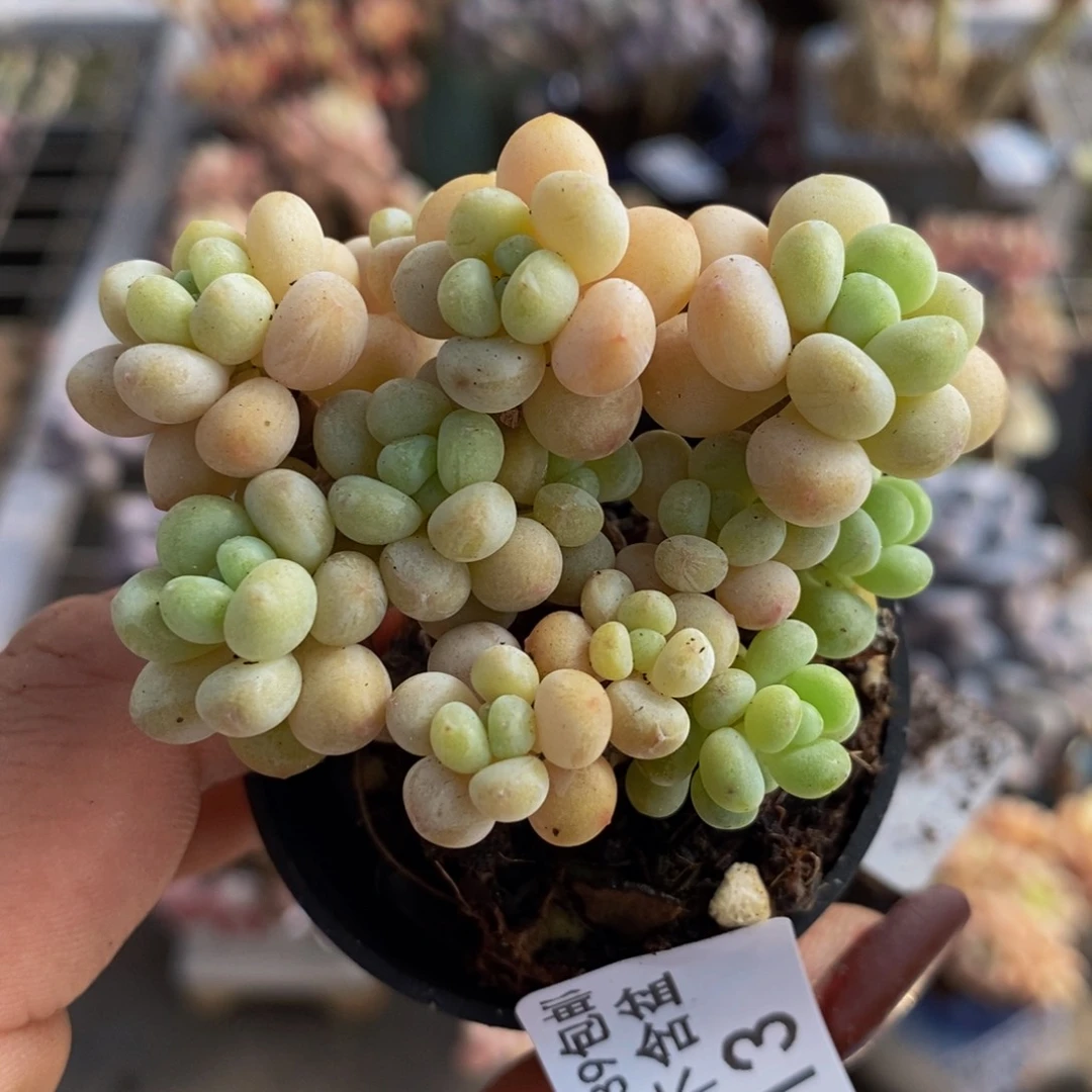 鱼子酱913/5cm多肉
