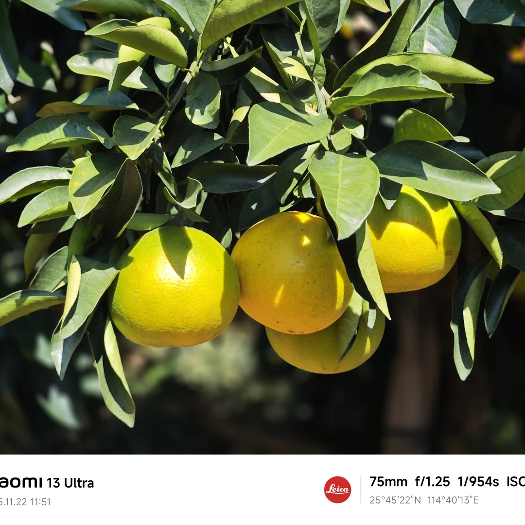 赣南稀柚尝鲜款净重5斤新鲜应季水果富硒有机认证京东到家