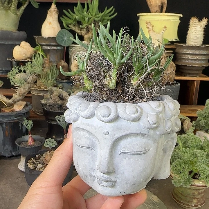 一物一拍完物想奇峰锦560