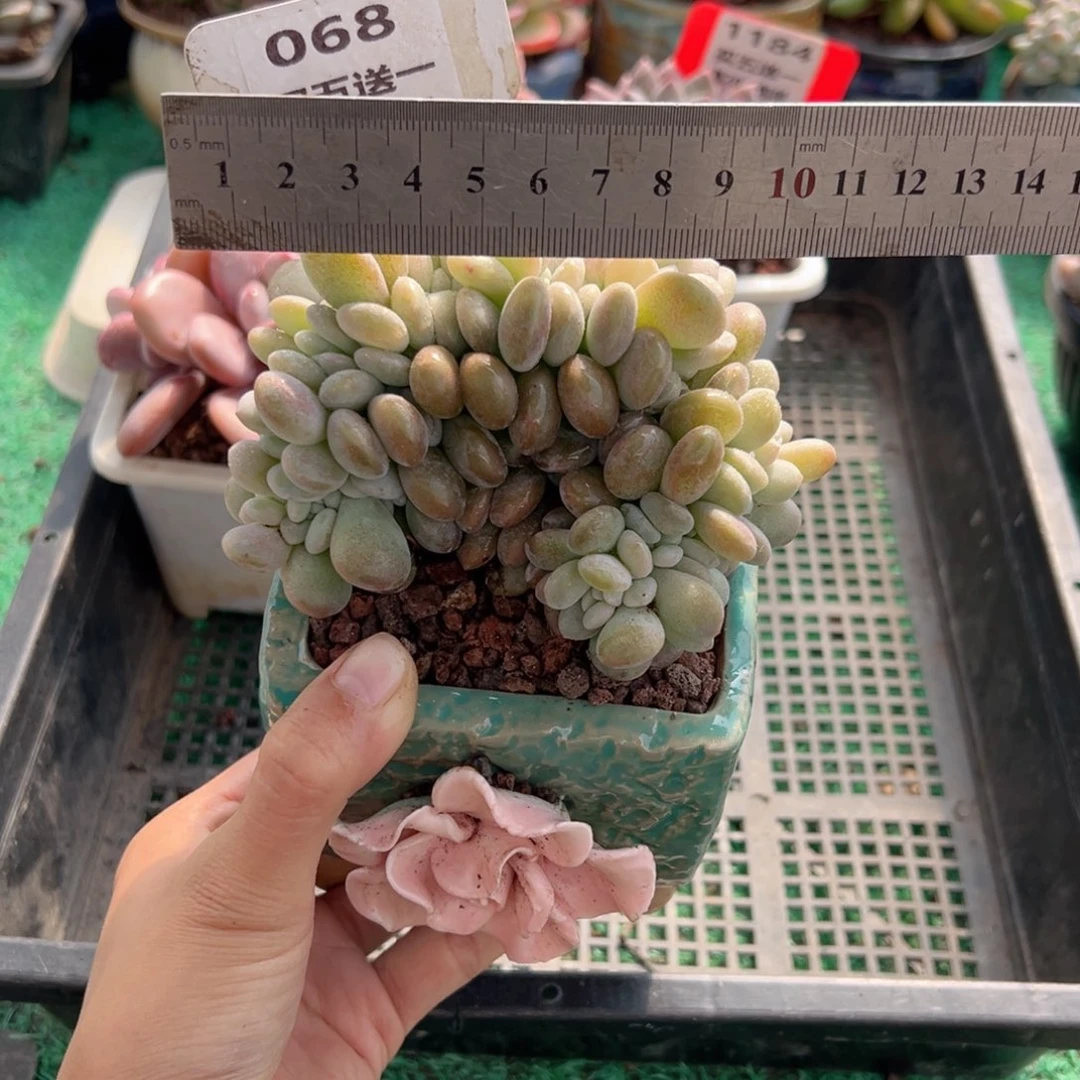 表妹精品多肉植物068.
