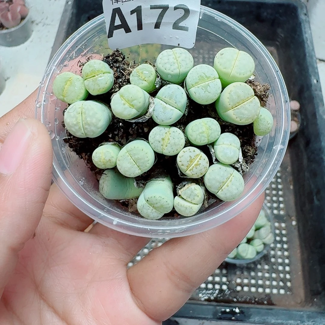 172多肉植物多肉植物