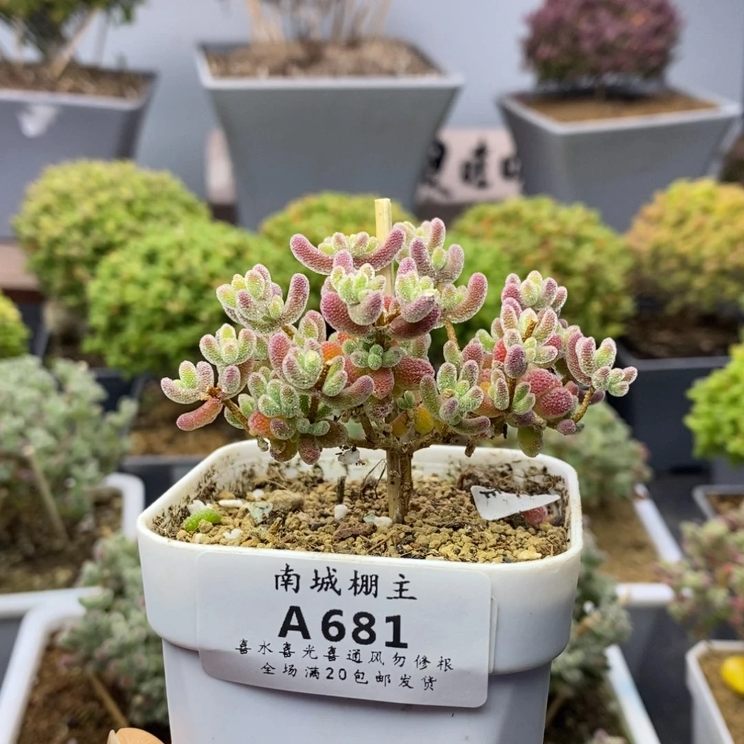 681优选冰晶枝干番杏