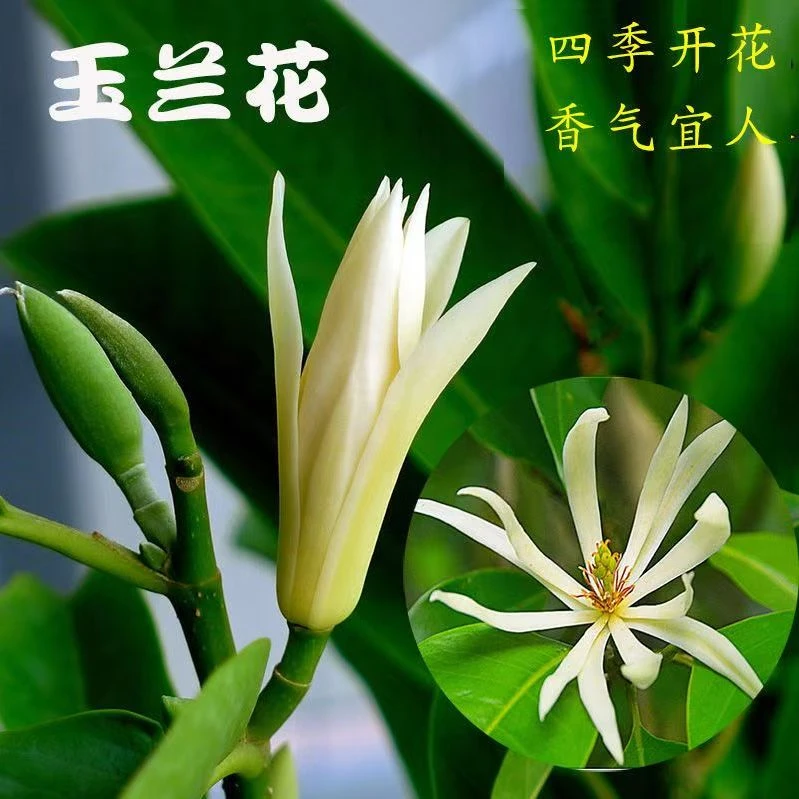 广东基地白兰花黄兰花苗四季开花带花庭院阳台植物室内白兰花盆栽