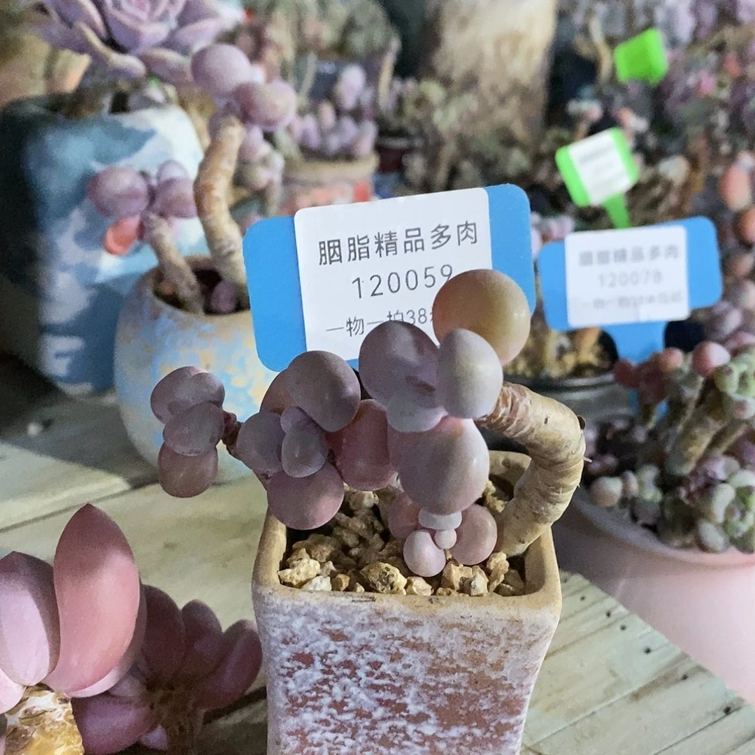 120059路口旅途哦啦