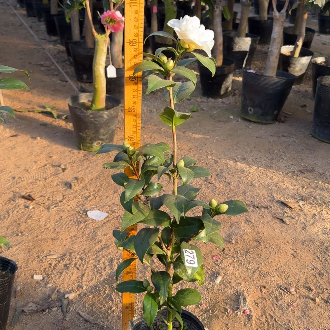 少量花朵（建议范围：2朵-5朵 或40%以下）279黄绣球