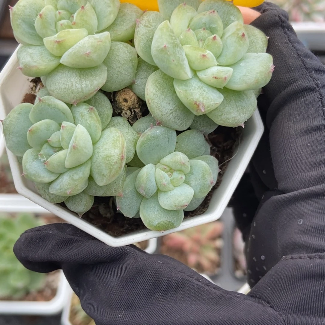 1095甜心石化多肉植物