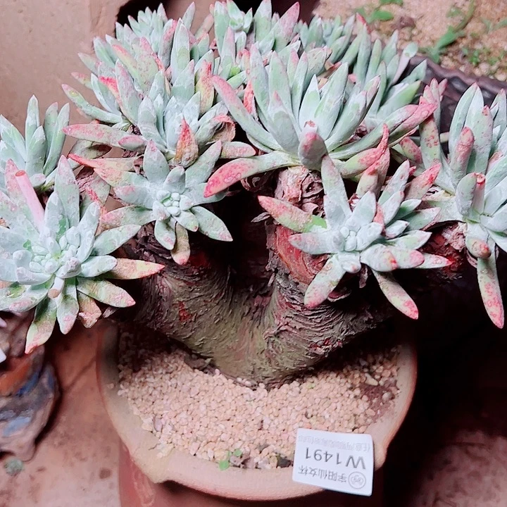 1491文森特仙女杯多肉