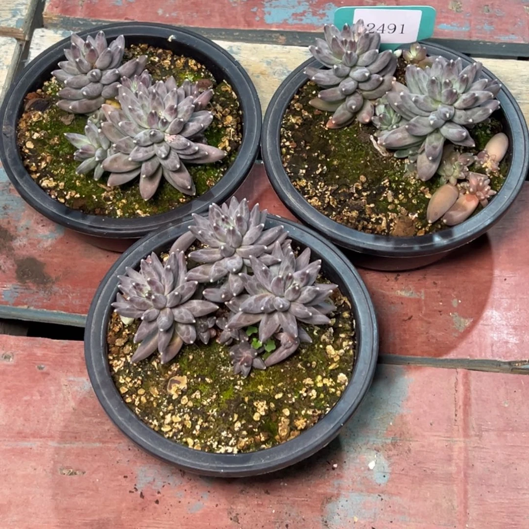 2491多肉多多多多肉多多量拍