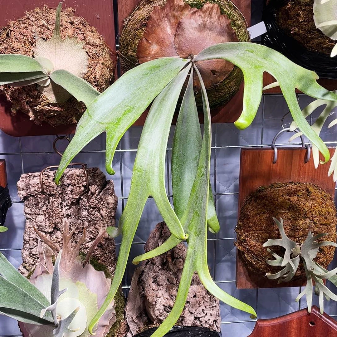 完全开放白狮王鹿角