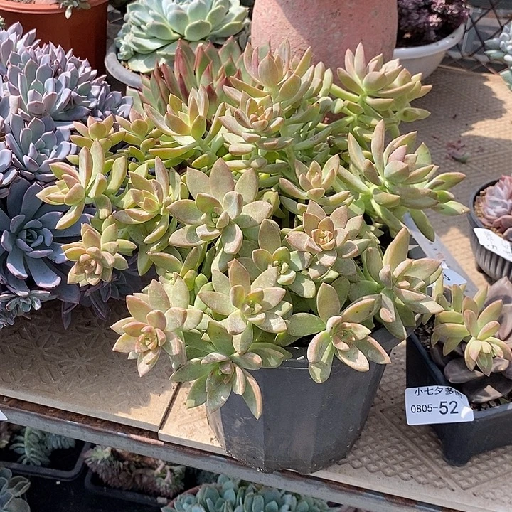 ****~记得拍冷链布丁53