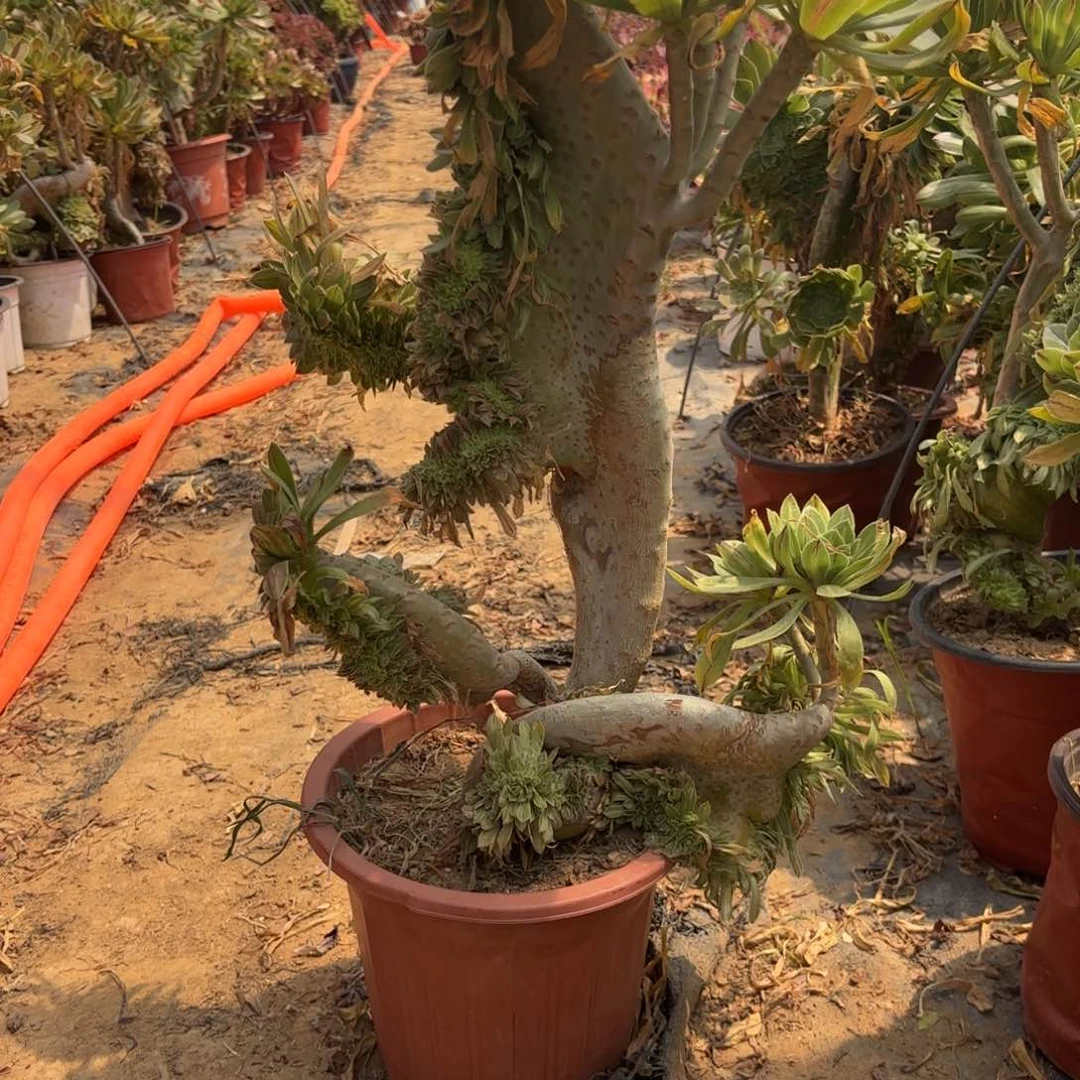 068碧螺春缀多肉植物