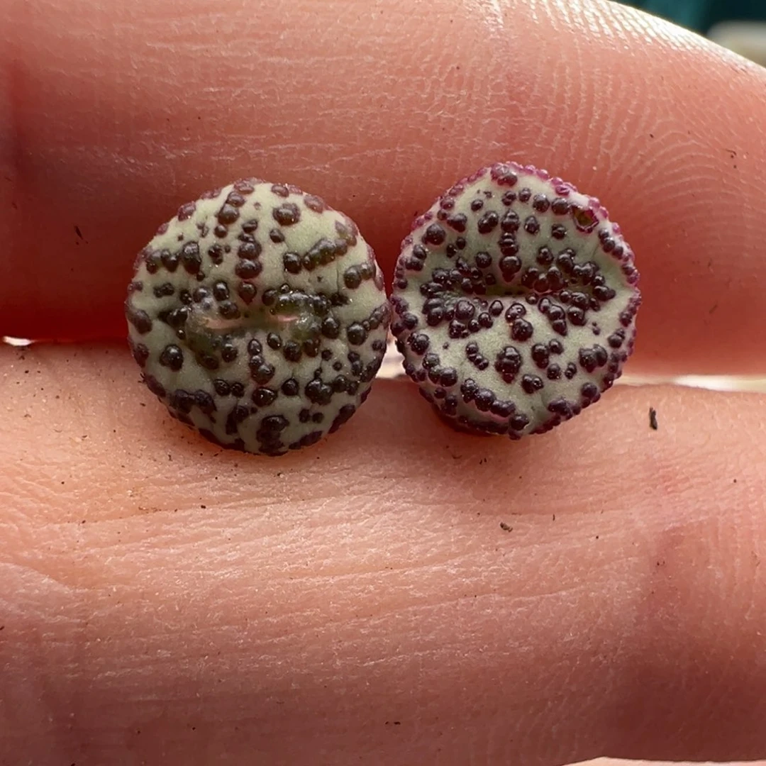 1775/优选ts603 奶牛安贞 小人脸纹路cp一对