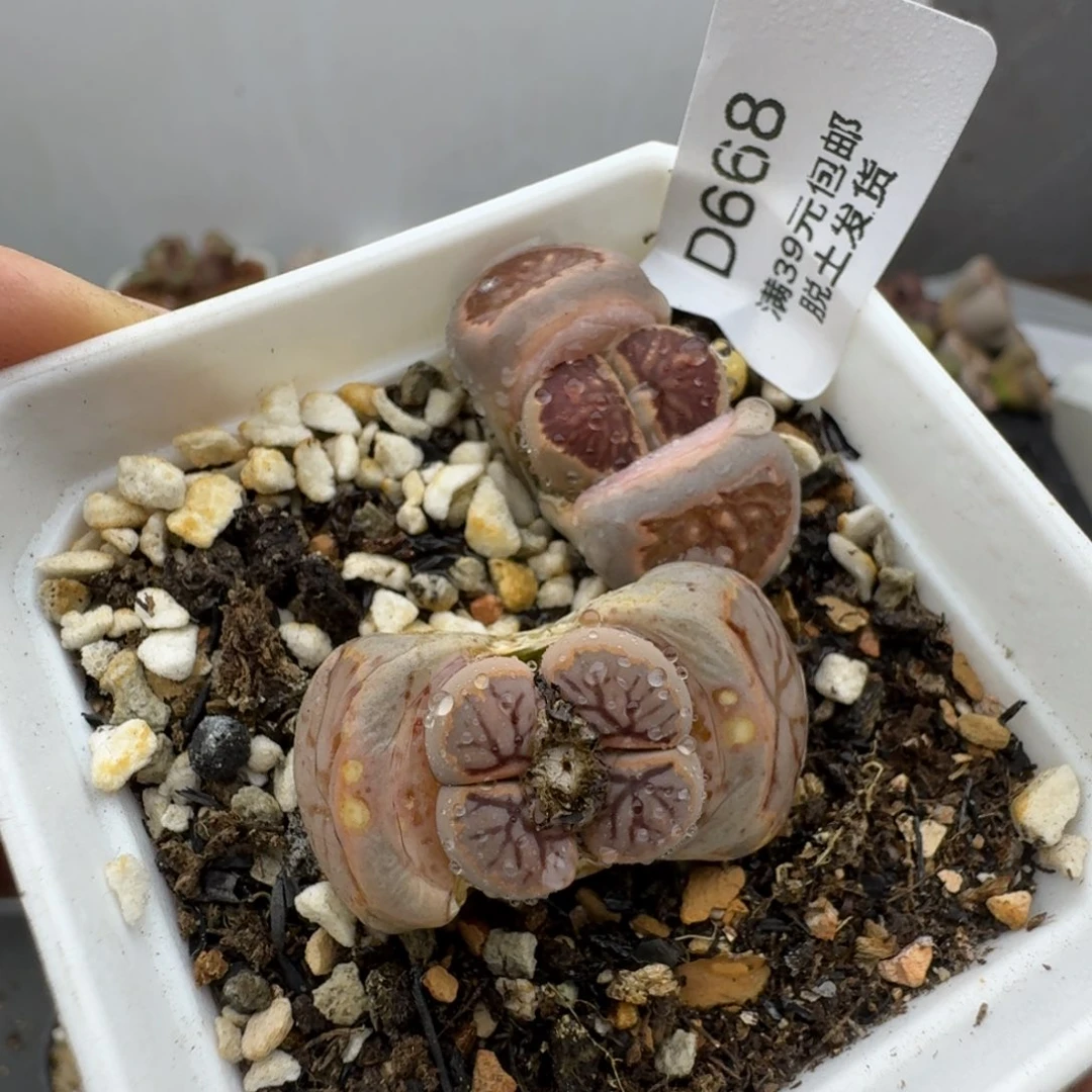 668多肉哈哈哈哈哈哈