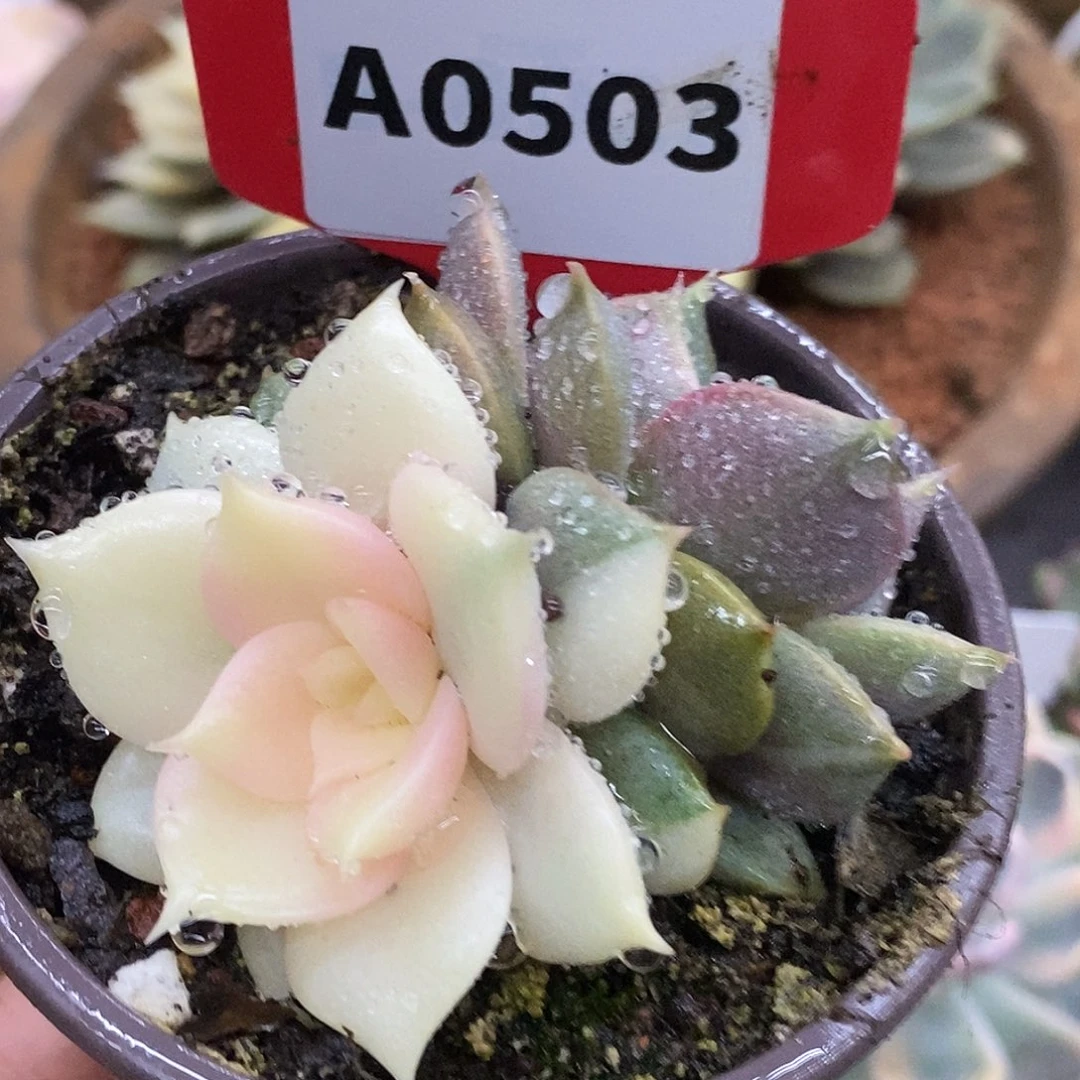 503贝加尔湖哈哈哈哈哈