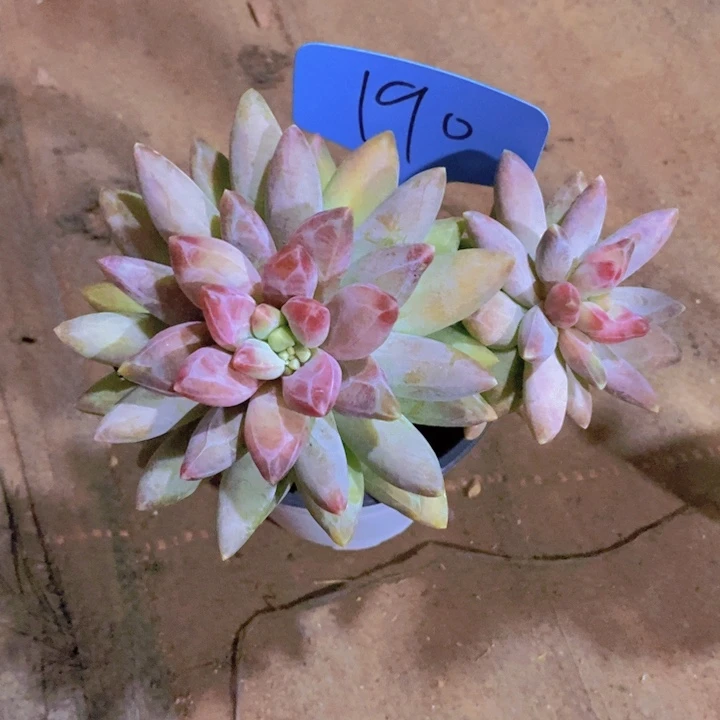 风**人你也不要给你自己