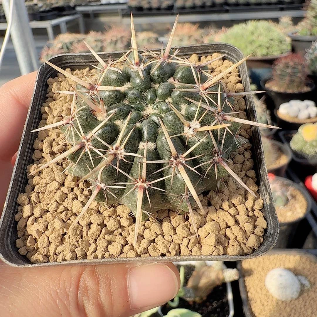 实生猛狮子脱发货