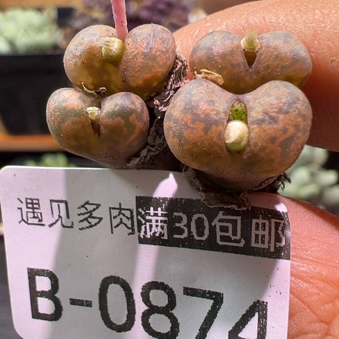 多肉植物111111111111