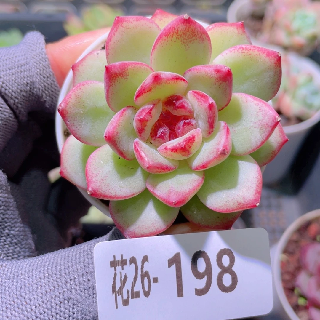 花利美26-198关键时刻