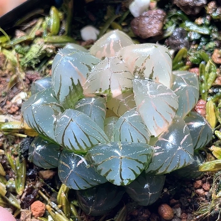 986绯桃锦特选福利呀。