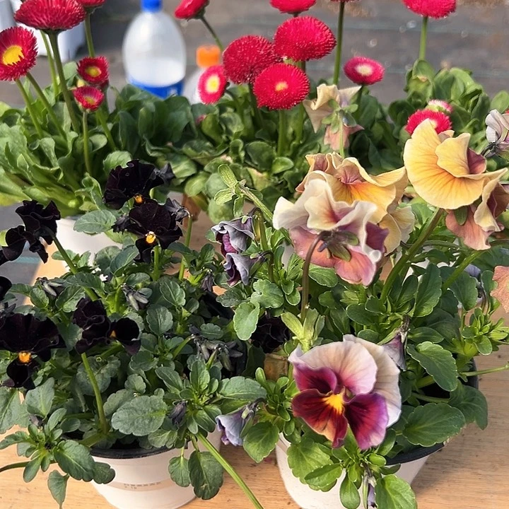 红陶抖音直播闪拍62