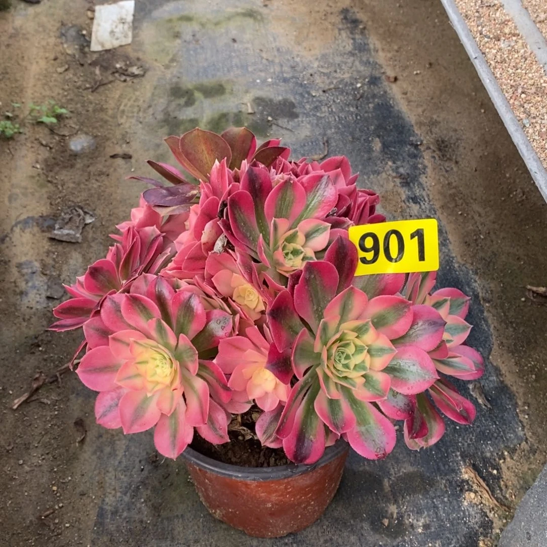 粉女巫从林多肉法师901