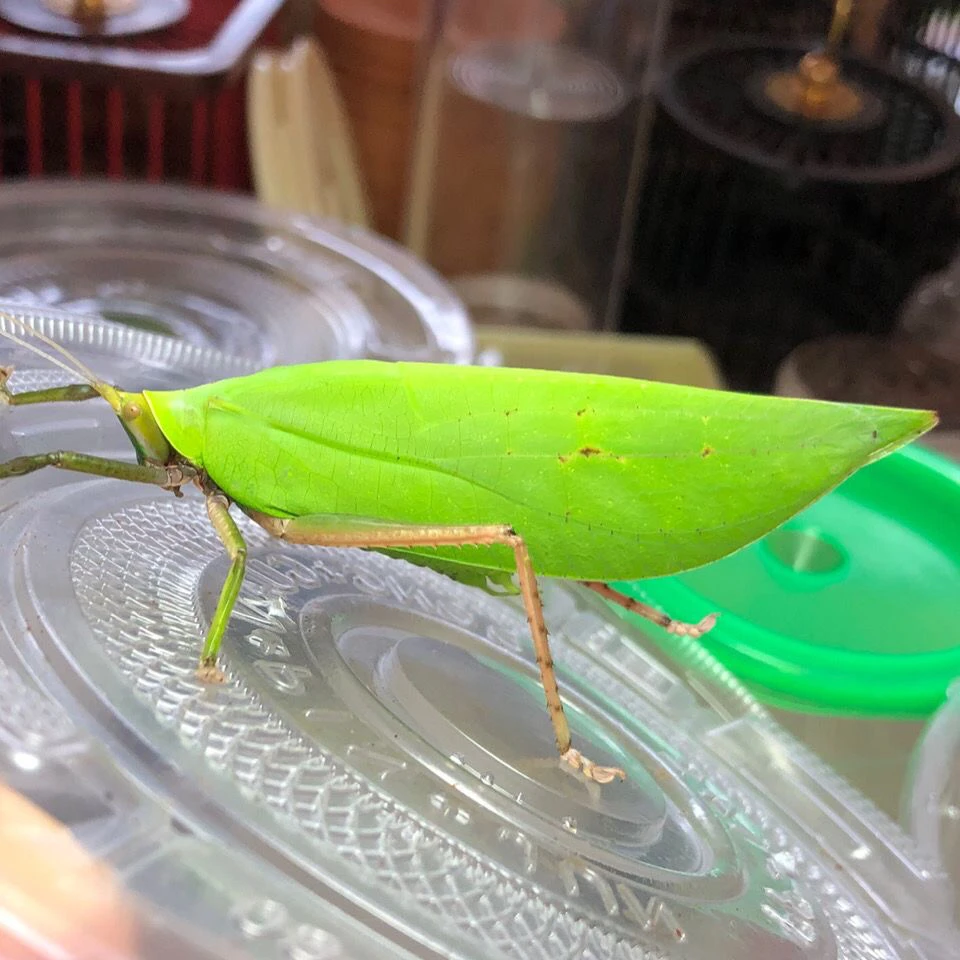 素背螽斯 听叫鸣虫 寿命长叫声好听 最后5条赔钱出