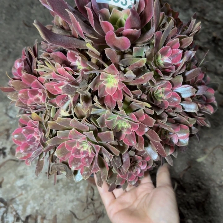 22632南蒙娜丽莎多肉植物