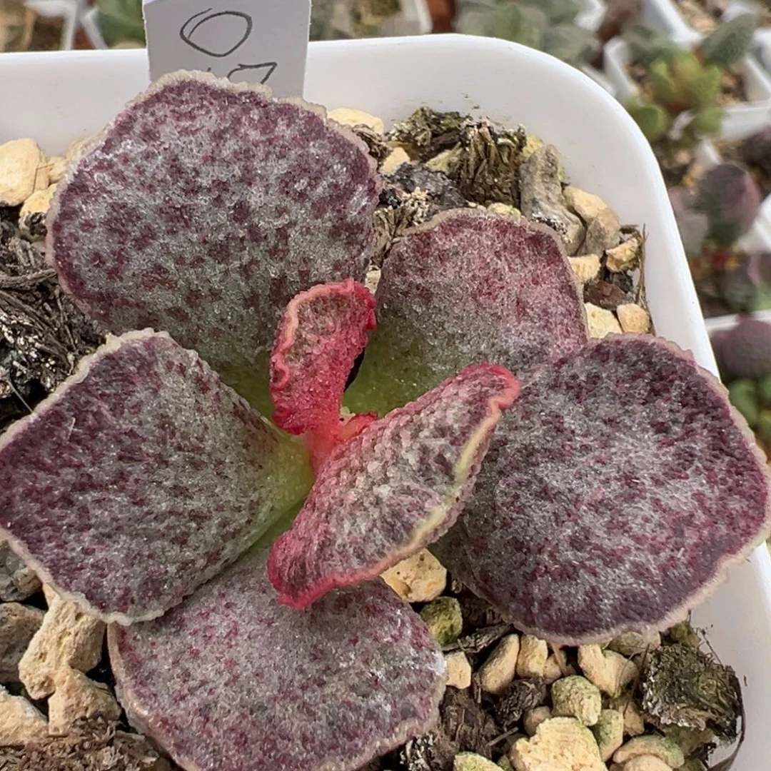 实生新品单头纯木质桩多肉植物