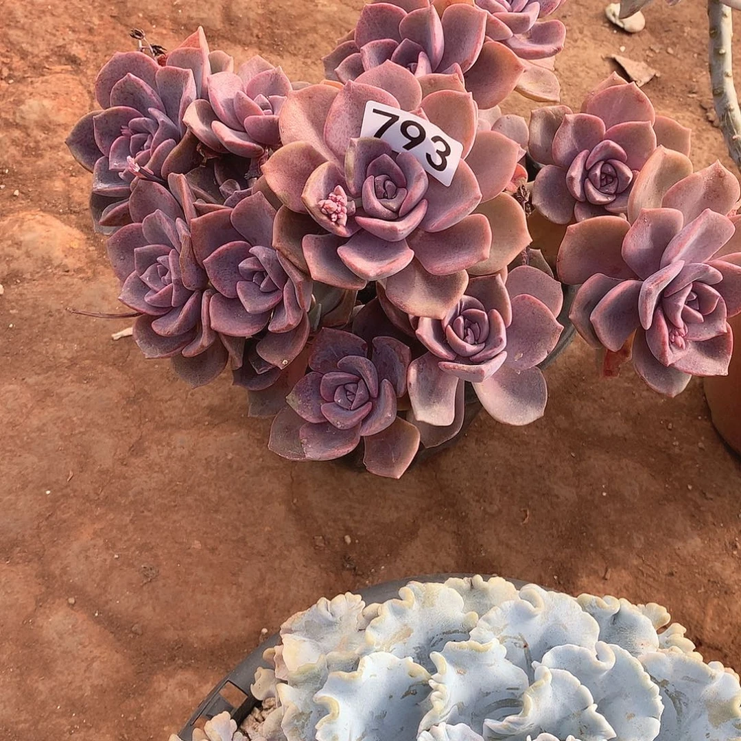 793彩虹糖 一物一拍多肉