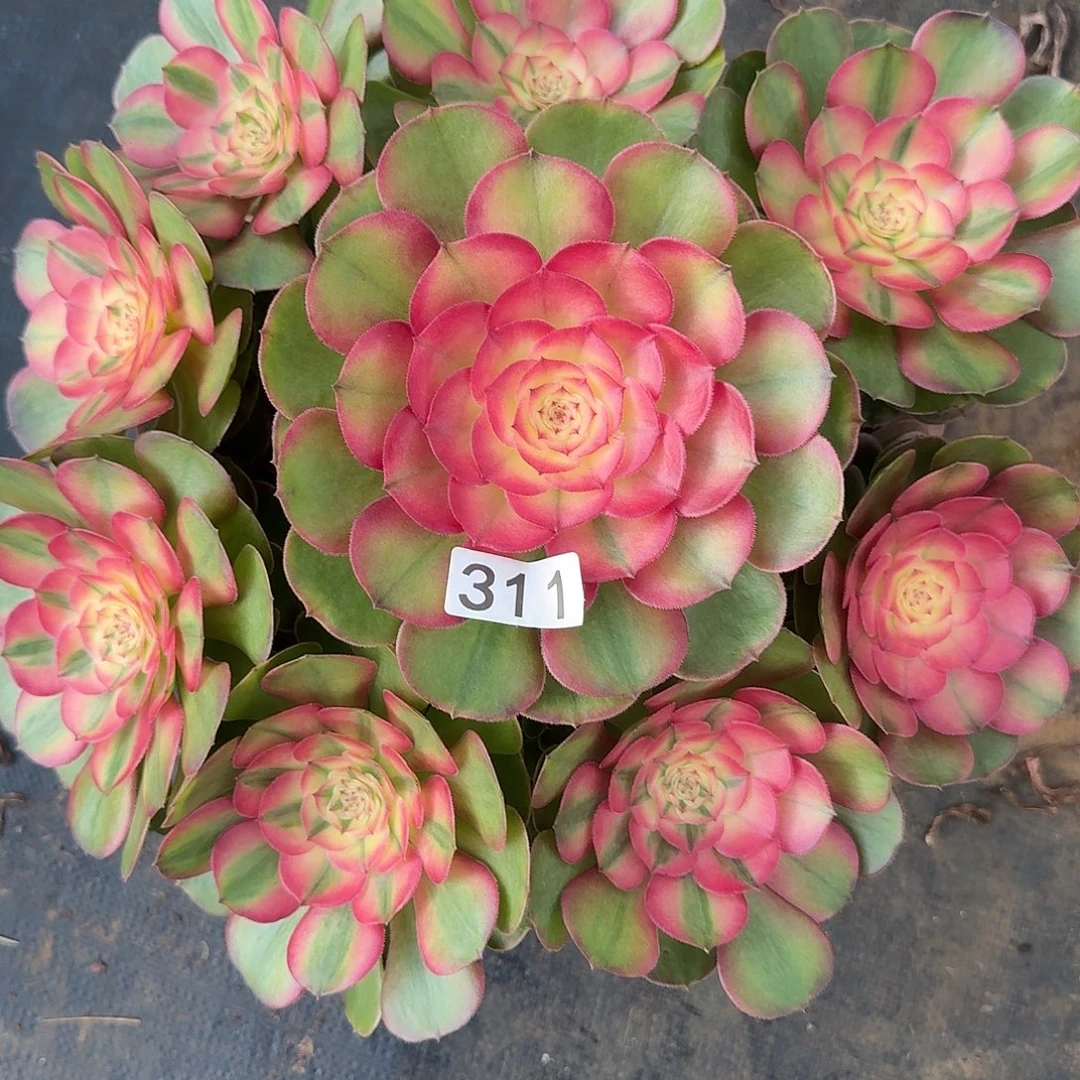 亂***多肉法师荔枝，发货