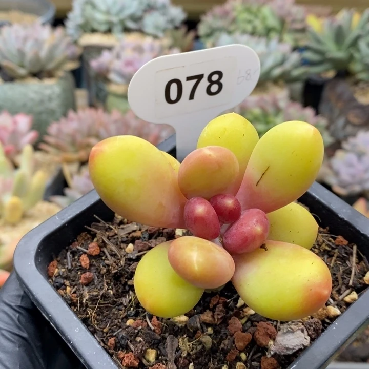 岁***好078号，芒果优选，42646464