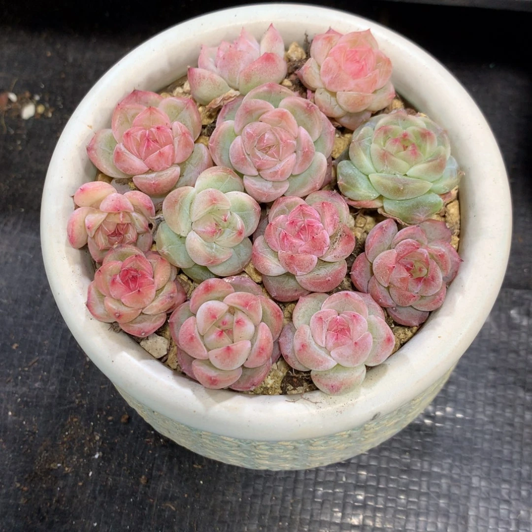 珍妮糖心切糕量拍保15颗一组