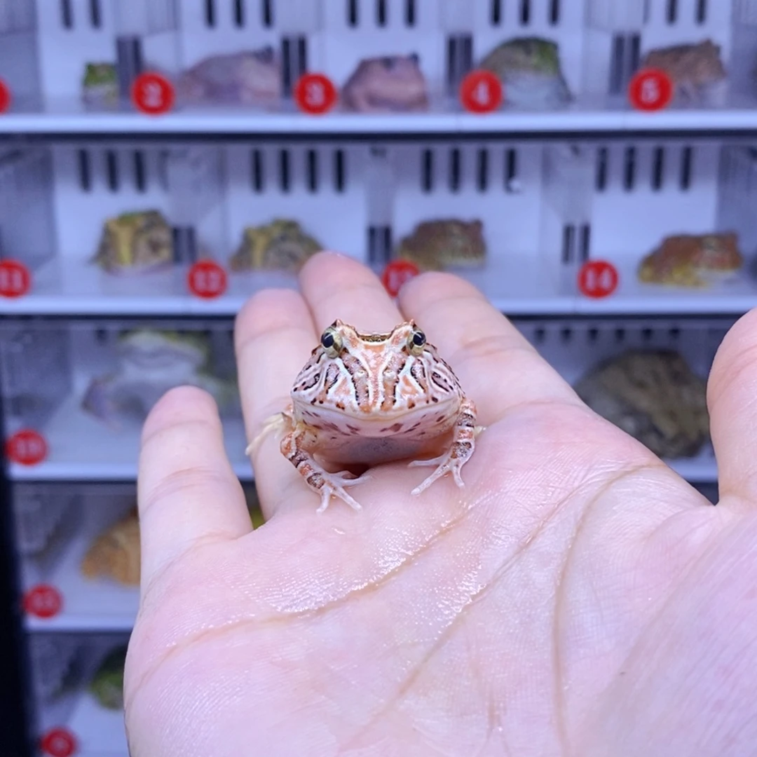 角蛙瑕疵蝴蝶偏远地区加运费