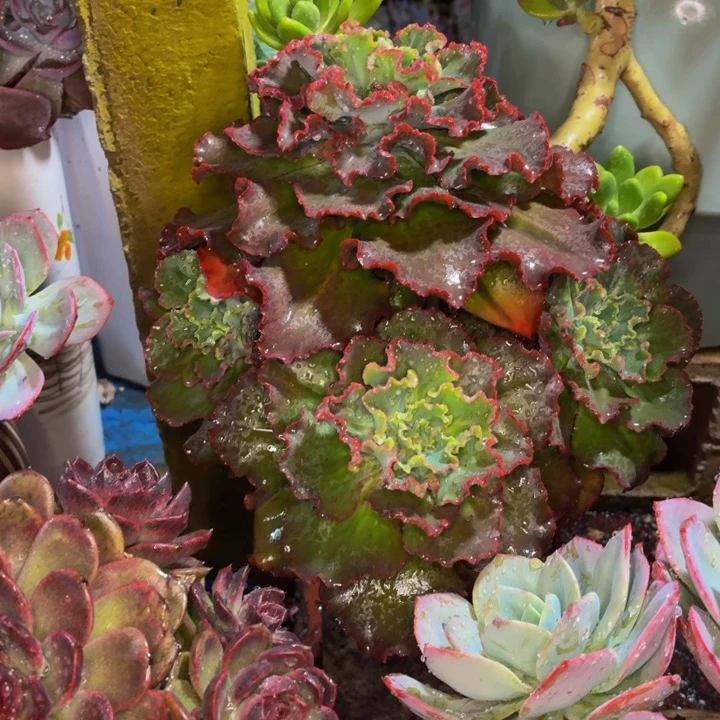 娜***娜老桩精品肉肉婚纱