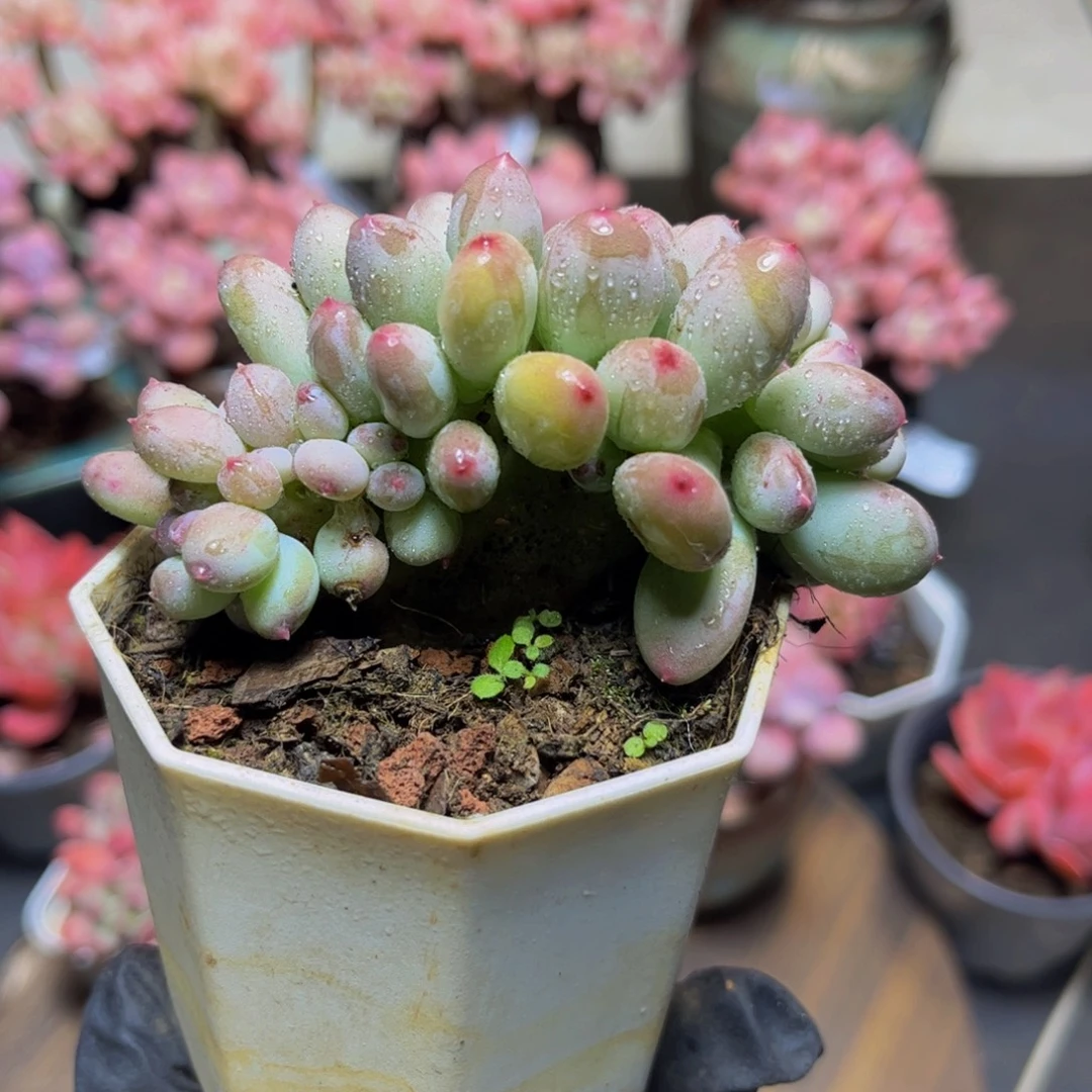 190四代苹果奶8厘米多肉