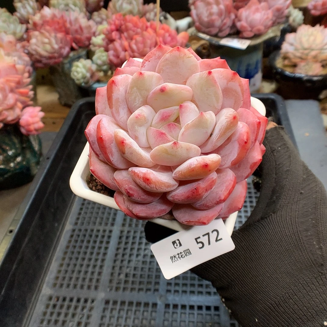 572梦露多肉植物6666