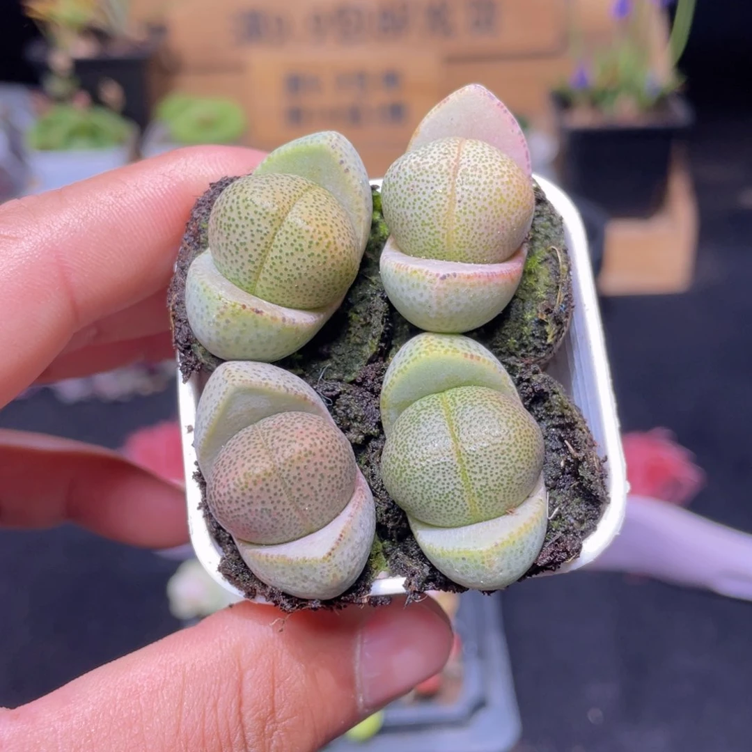 帝玉多肉9.9包邮发货