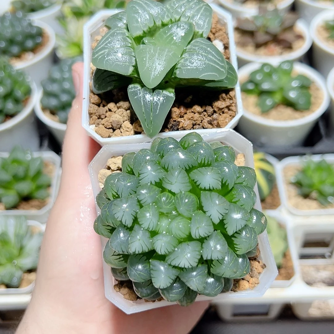 两颗福利原盆原土