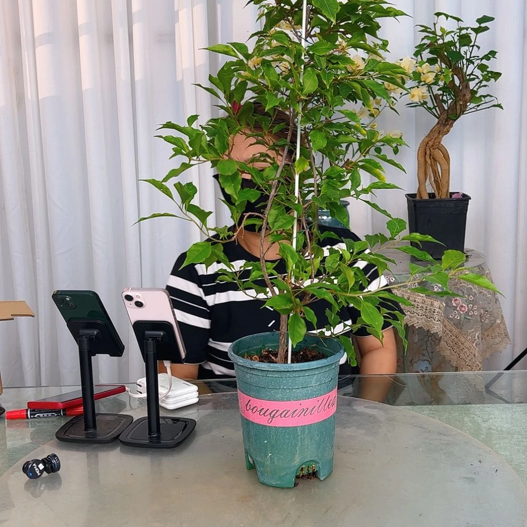 当前无花栽培后可以开花紫红桑巴一颗、不带花