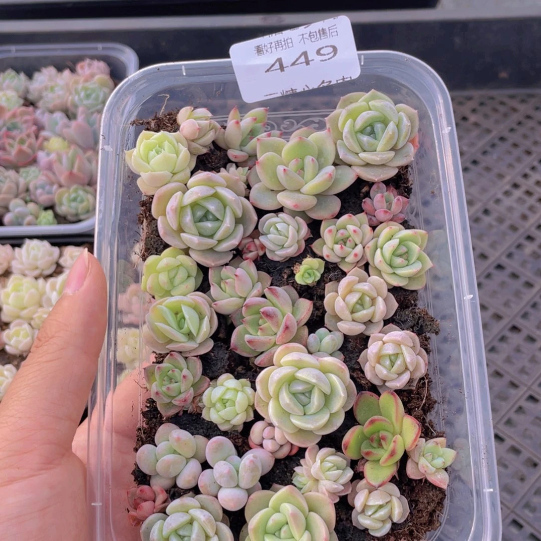 云糖心多肉植物449