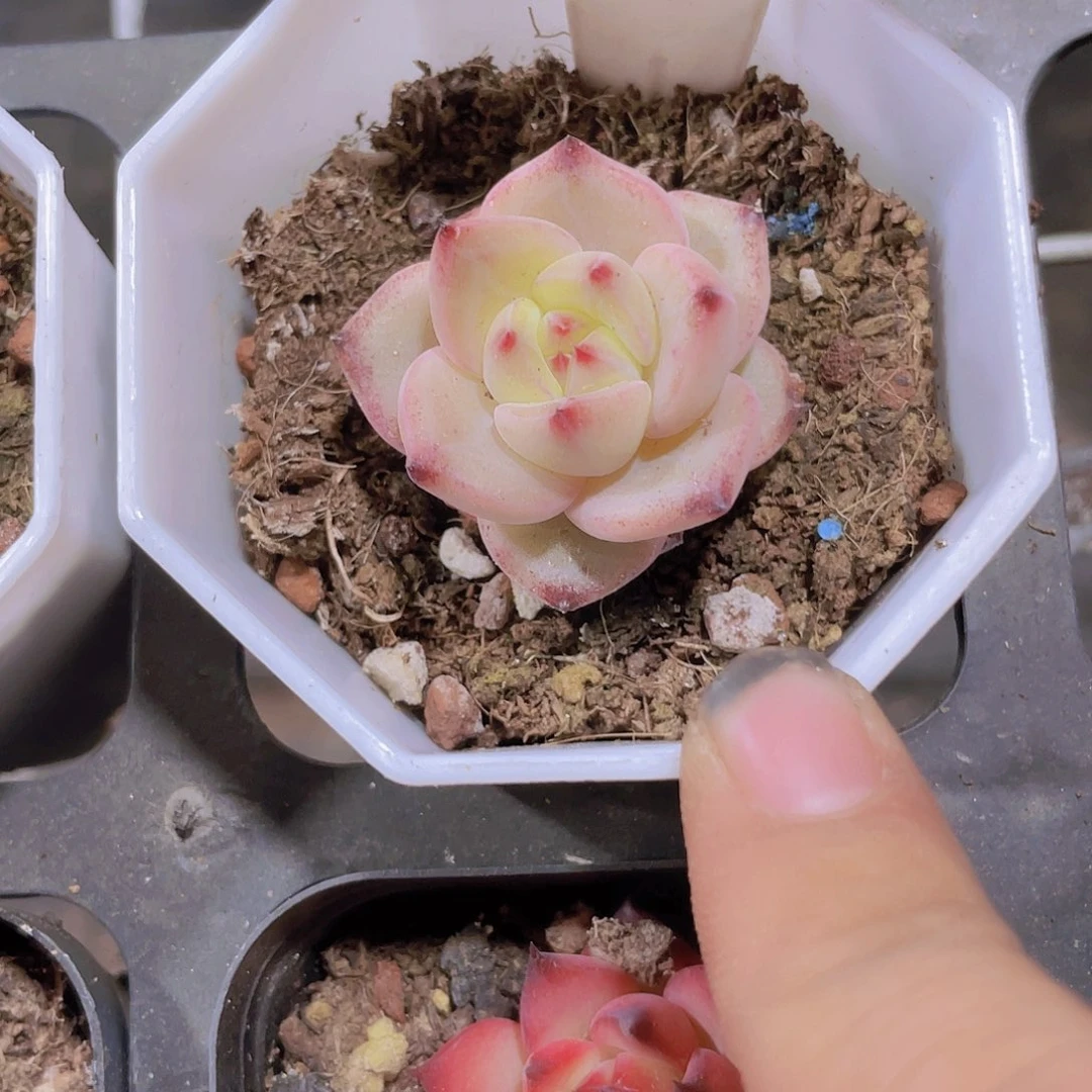 夜魔侠a035一物一拍