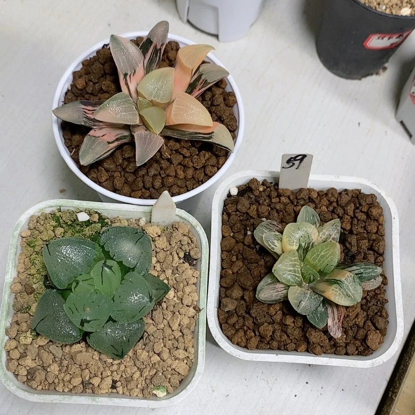 【闪购商品】睡****3和一起