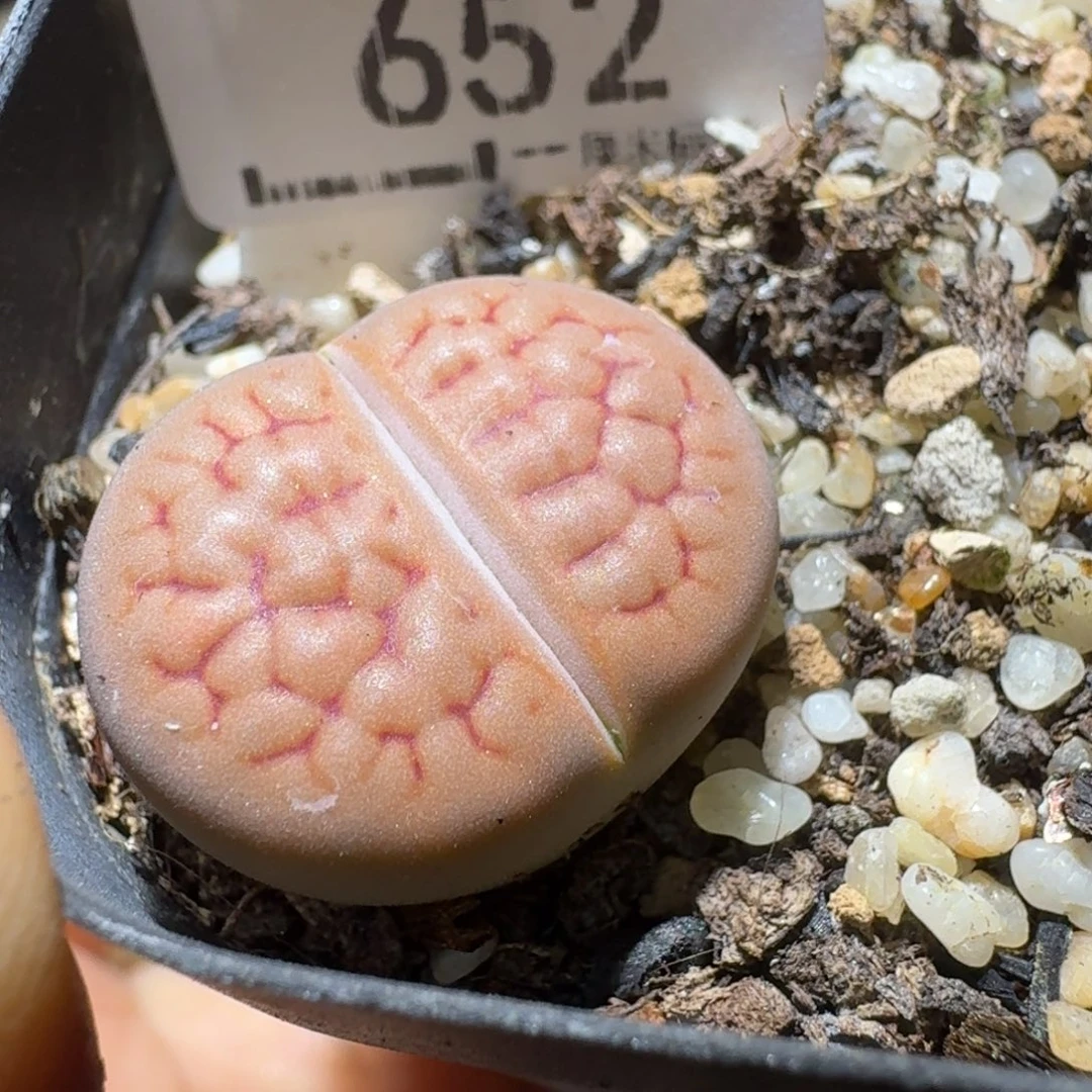 Sss新年福利啦652