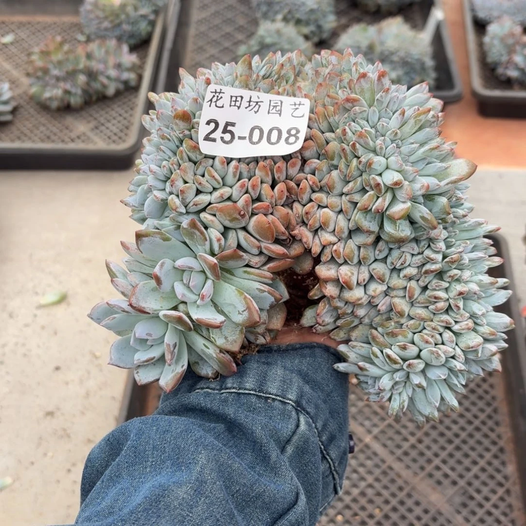 毒***月25.008突尼斯树缀