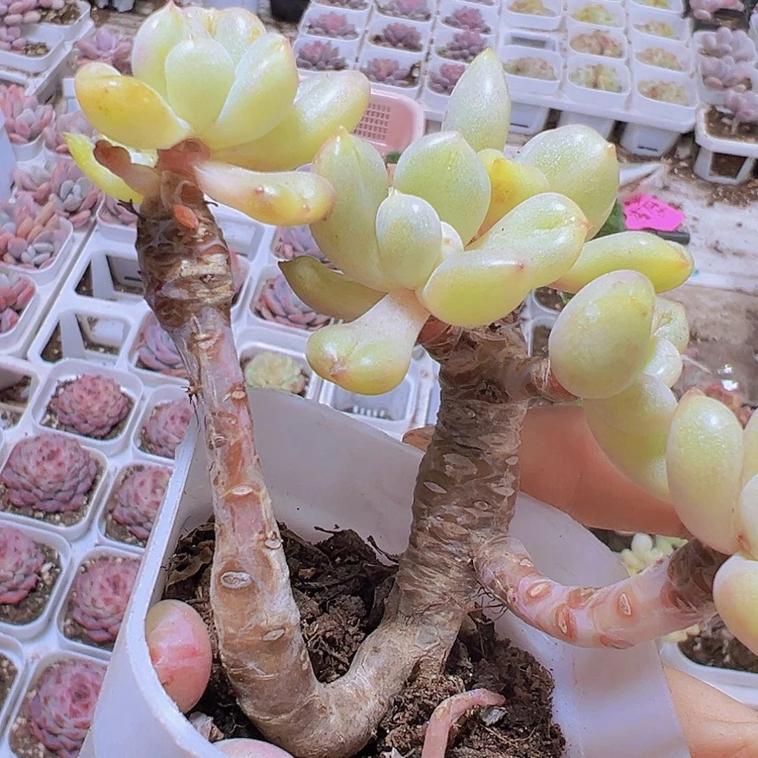 大粗桩比尔盖茨19包邮