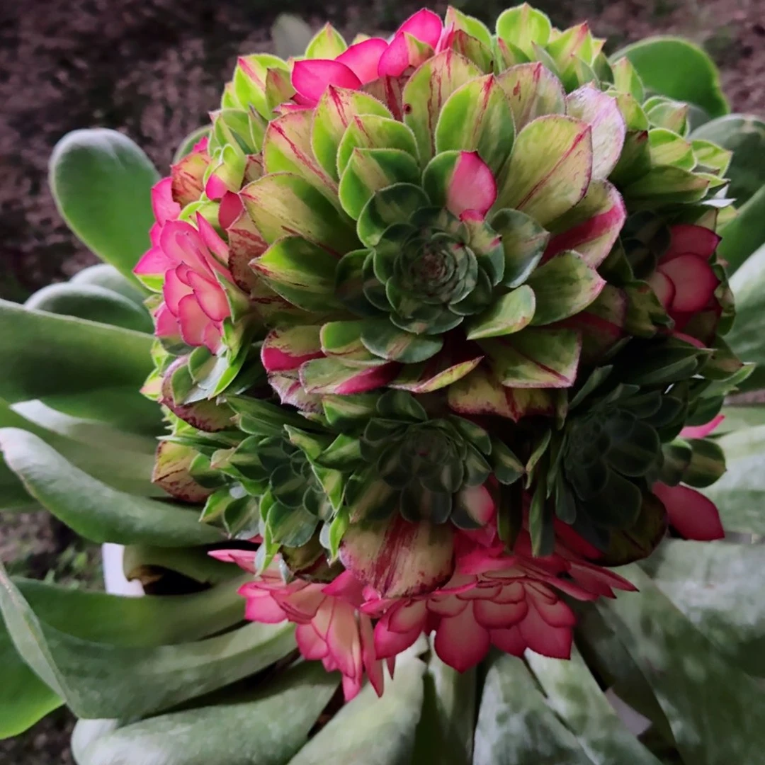 @****雅多肉植物发货发货