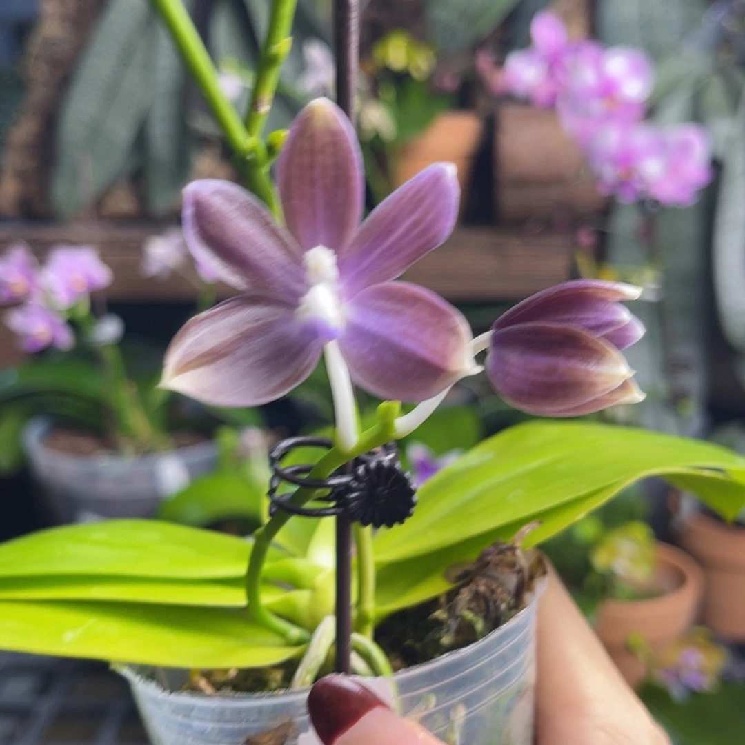 无花朵蝴蝶兰原生